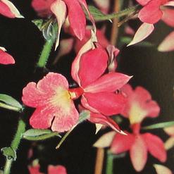 Calanthe vestita