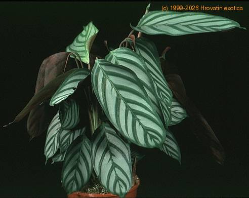 Calathea crocata 1872