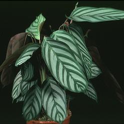 Calathea crocata