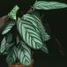 Calathea crocata SIb