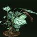 Calathea makoyana 1886