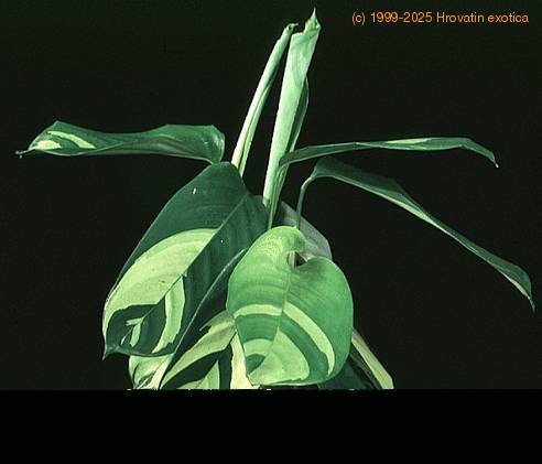 Calathea sp. 1873
