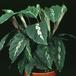 Calathea sp. 1874
