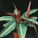 Calathea sp. 1875