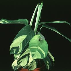 Calathea sp.