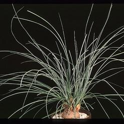 Calibanus hookeri
