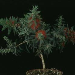 Callistemon splendens