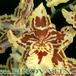 Cambria flower 1787