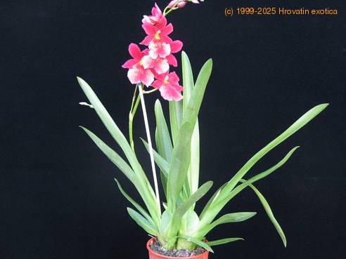 Cambria hybridi
