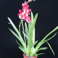 Cambria hybrids
