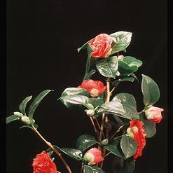 Camellia hybrid