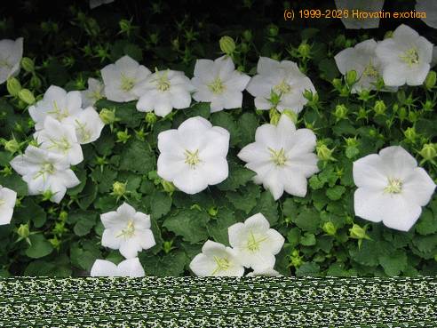 Campanula carpatica 1