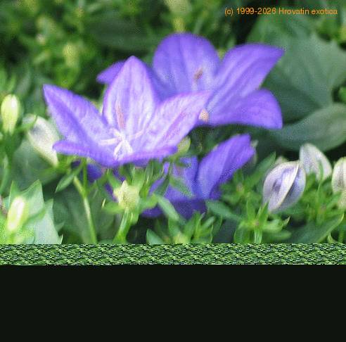 Campanula isophylla Mayi SIb