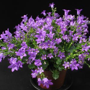 Campanula species
