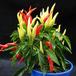 Capsicum frutescens