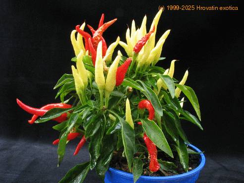 Capsicum frutescens