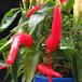Capsicum frutescensfr
