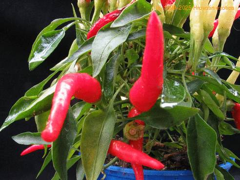 Capsicum frutescensfr