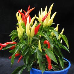 Capsicum lutescens