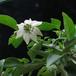 Capsicum vegetablef