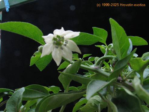 Capsicum vegetablef