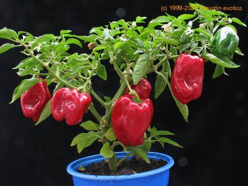 Capsicum vegetablefr1