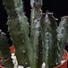 Caralluma burchardii burchardii SIb