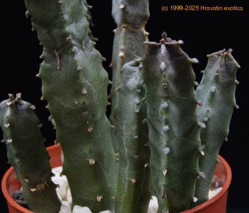 Caralluma burchardii burchardii SIb