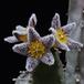 Caralluma burchardii burchardii SIf