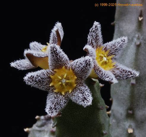 Caralluma burchardii burchardii SIf