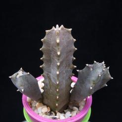 Caralluma europaea