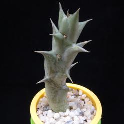 Caralluma hesperidum