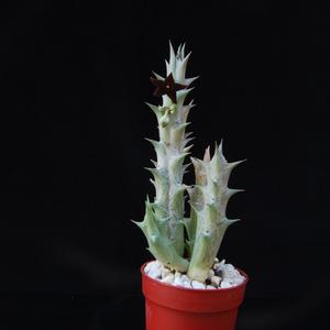 Caralluma hesperidum
