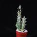 Caralluma hesperidum SIb