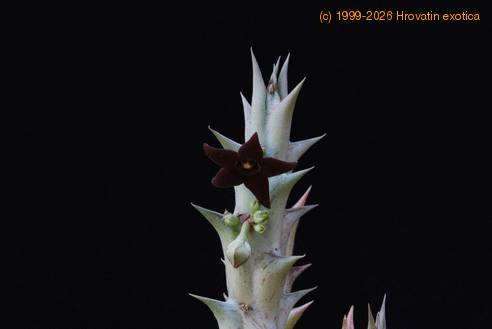 Caralluma hesperidum SIf