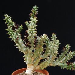 Caralluma mammillaris