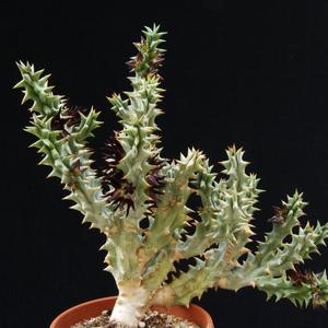 Caralluma mammillaris