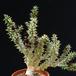 Caralluma mammillaris SIb