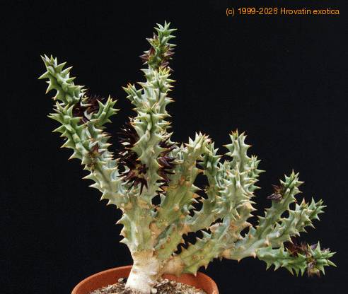 Caralluma mammillaris SIb