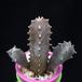 Caraluma europea MOP