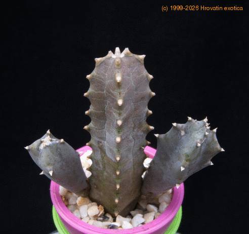 Caraluma europea MOP