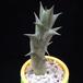 Caraluma hesperidum MOP