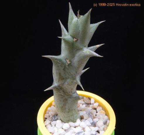 Caraluma hesperidum MOP