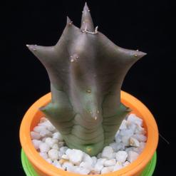 Caraluma lutea