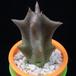 Caraluma lutea MOP