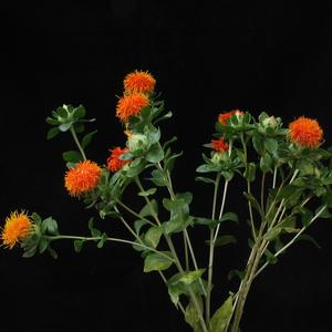 Carthamus tinctorius