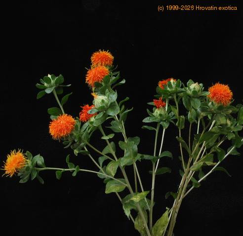 Carthamus tinctorius SIb