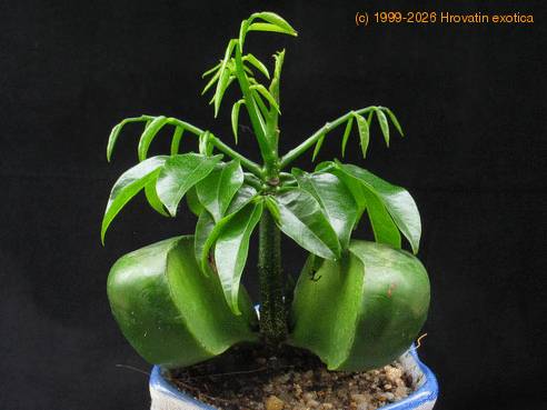 Castanospermum australe 1