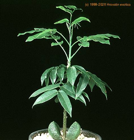 Castanospermum australe 1856