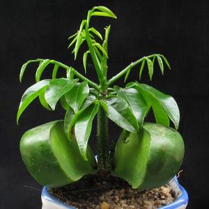 Castanospermum australe